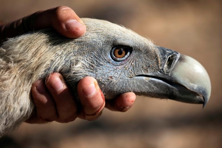 A conservationist holds the head of a griffon vulture after it was temporarily captured as part of a national project to protect and increase the population of the protected bird in Israel, at a makeshift data-collecting station near Sde Boker in southern Israel. REUTERS/Amir Cohen